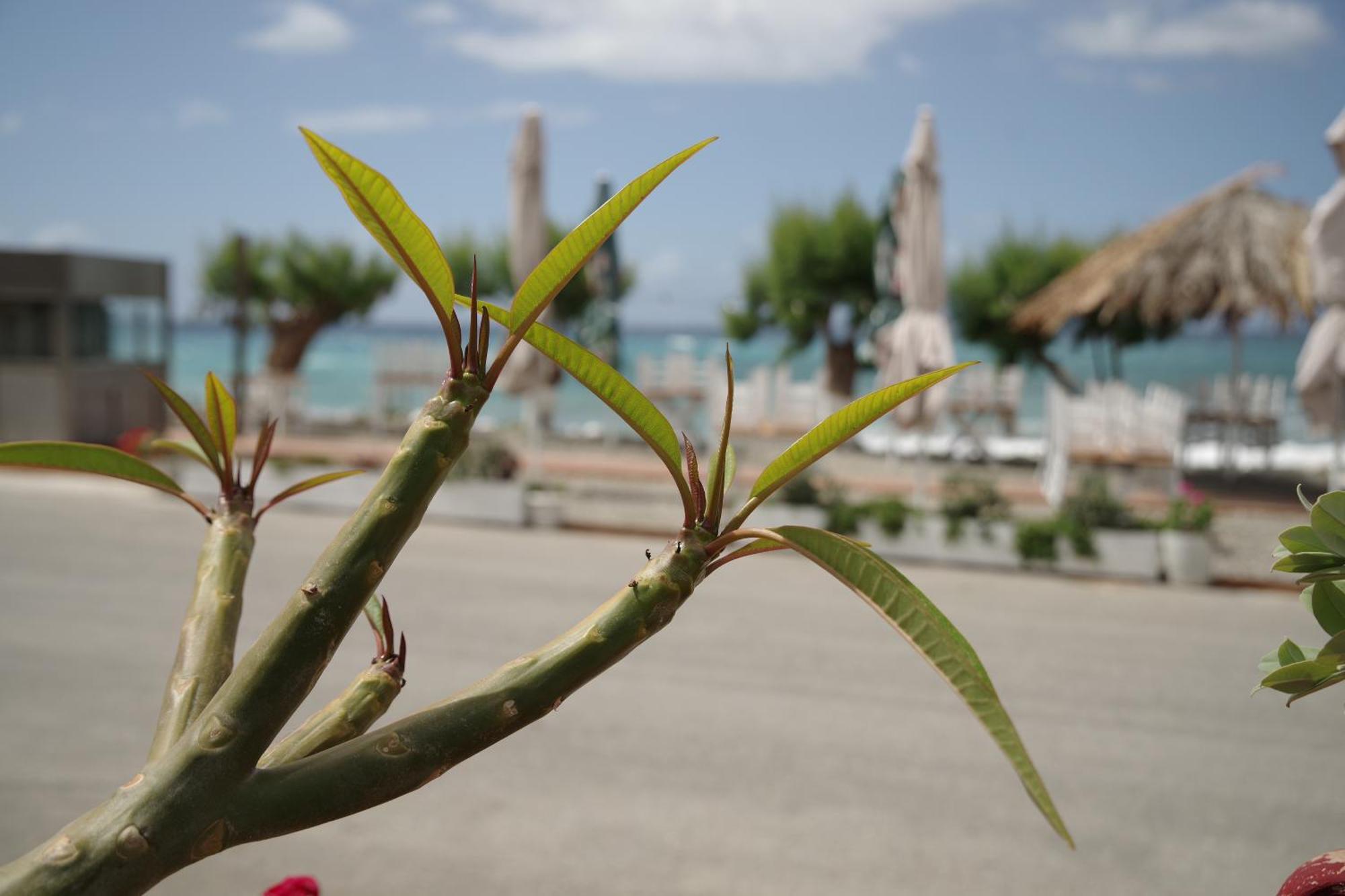 Soso'S Apartments -Vacations Next To The Beach Pszarí Foráda Kültér fotó